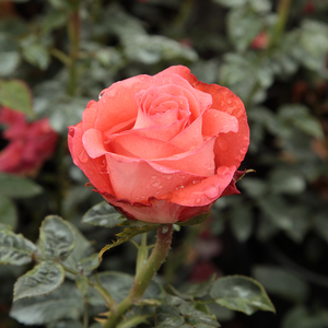 Pоза Царица на розите - оранжев - Чайно хибридни рози 